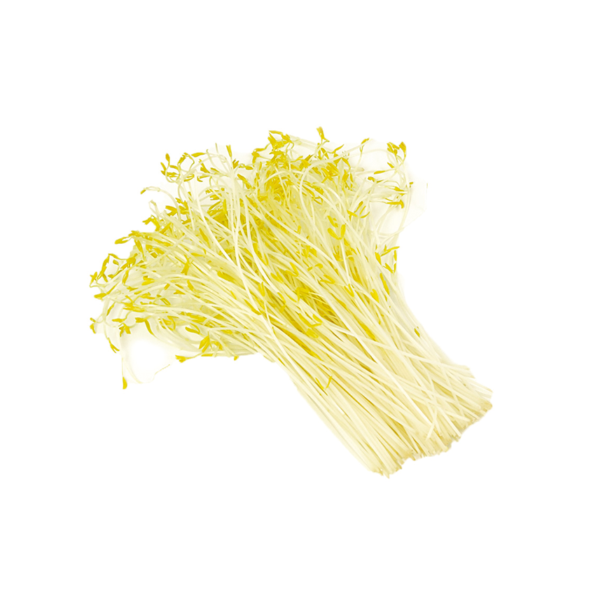 Mercimek Sebze Filizi